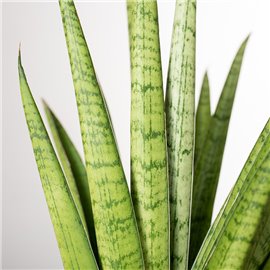 Sansewieria 'Pineapple'