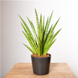 Sansewieria 'Pineapple'