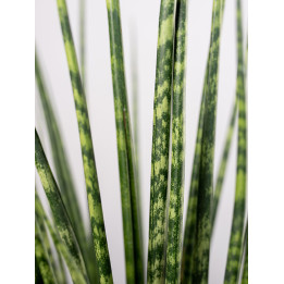 Sansewieria 'Digitorum'