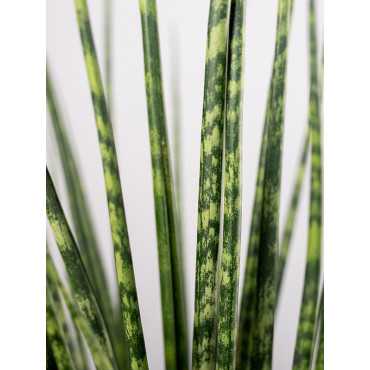 Sansewieria 'Digitorum'