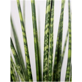 Sansewieria 'Digitorum'