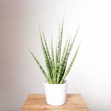 Sansewieria 'Digitorum'