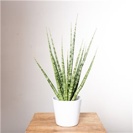 Sansewieria 'Digitorum'