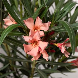Oleander MIX kolorów
