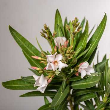 Oleander