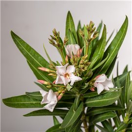 Oleander