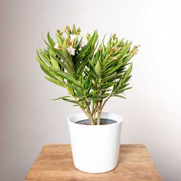 Oleander