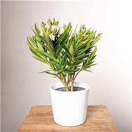 Oleander