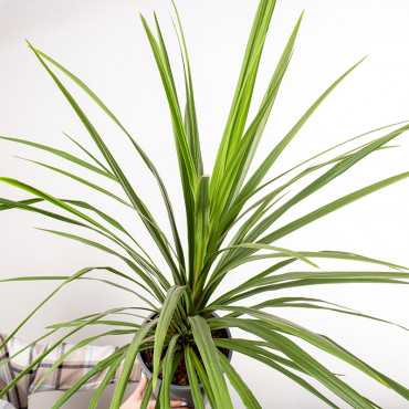 Kordylina 'Peko'