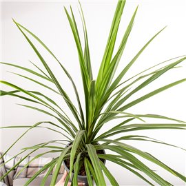Kordylina 'Peko'