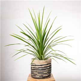 Kordylina 'Peko'