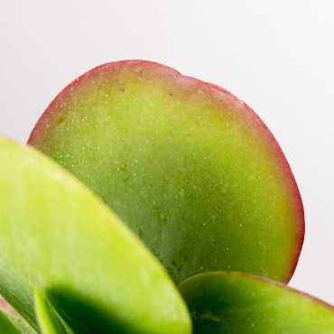 Kalanchoe thyrsiflora | Małe