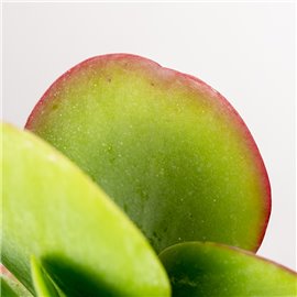 Kalanchoe thyrsiflora | Małe