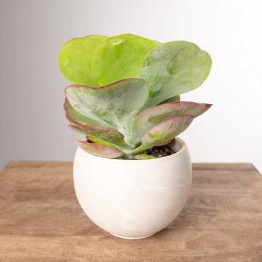 Kalanchoe thyrsiflora | Małe