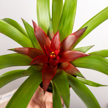 Guzmania 'Blitz'