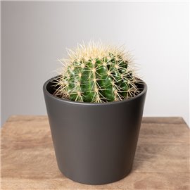 Kaktus - Fotel Teściowej