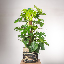 Monstera na pniu | Duża