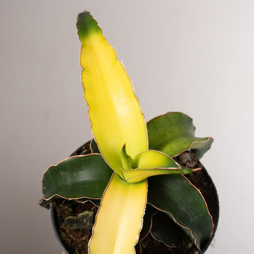 Sansewieria 'Star Canary'