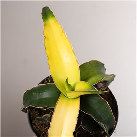 Sansewieria 'Star Canary'