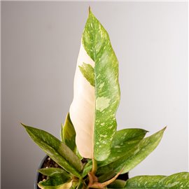 Filodendron 'Ring of Fire'