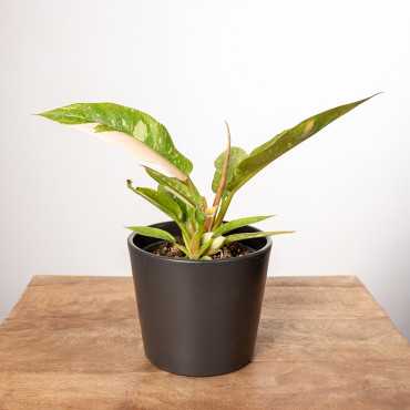 Filodendron 'Ring of Fire'