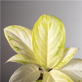 Aglonema 'Arctic Lime'