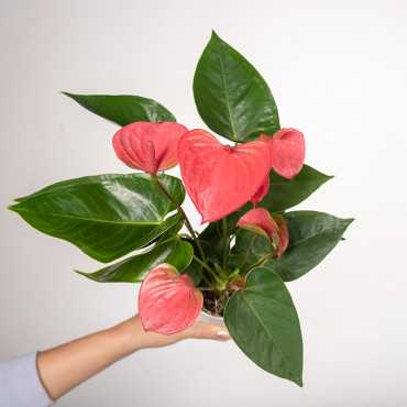 Anturium 'Pink Champion' | Małe