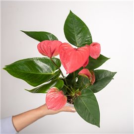 Anturium 'Pink Champion' | Małe