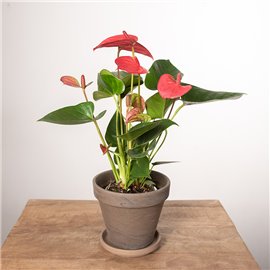 Anturium 'Pink Champion' | Małe