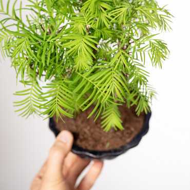 Bonsai Metasekwoja | Mały