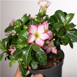 Adenium 'Pinkstar' | Małe