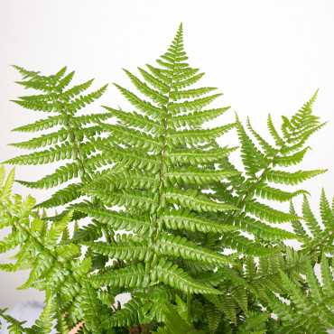 Paproć Dryopteris