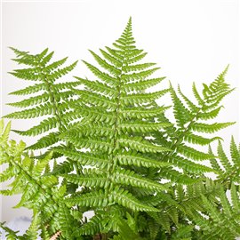 Paproć Dryopteris
