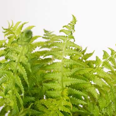 Paproć Pióropusznik