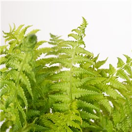 Paproć Pióropusznik