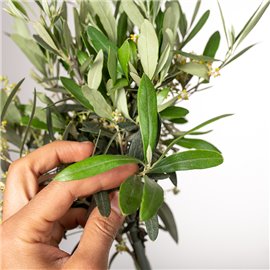 Oliwka europejska na pniu