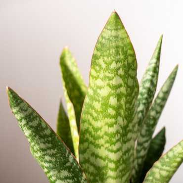 Sansewieria aubrytiana | Mała