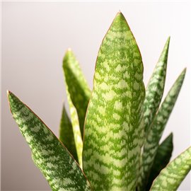 Sansewieria aubrytiana | Mała