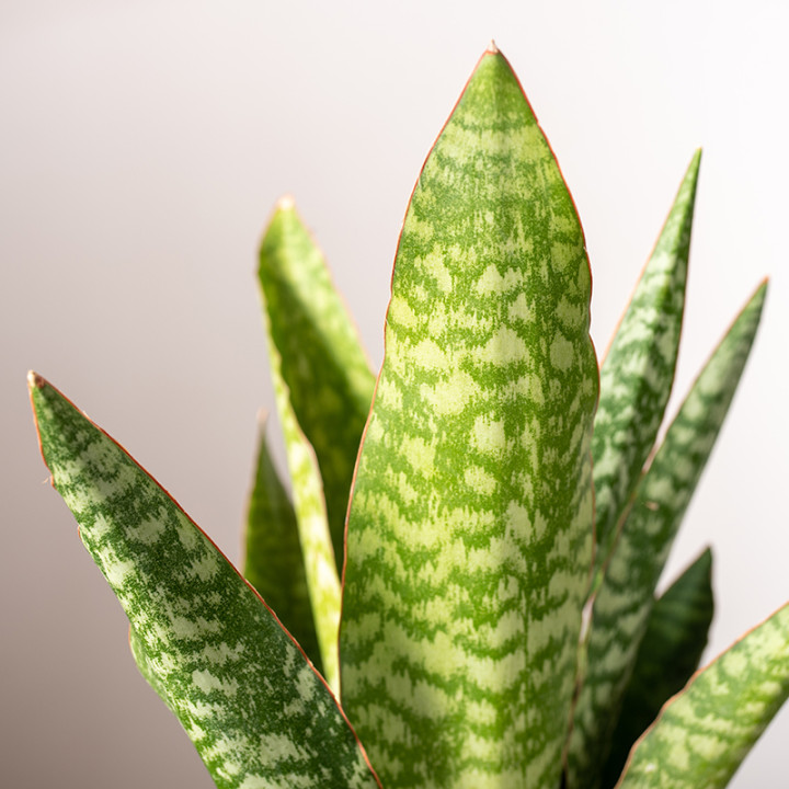 Sansewieria aubrytiana | Mała