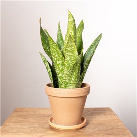 Sansewieria aubrytiana | Mała