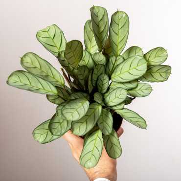 Ctenanthe 'Amagris'