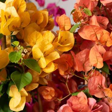 Bugenwilla MIX kolorów