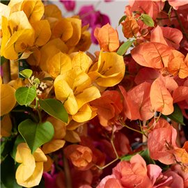 Bugenwilla MIX kolorów