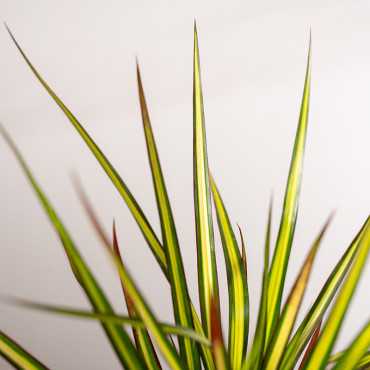Dracena 'Sunray' | Mała