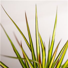 Dracena 'Sunray' | Mała