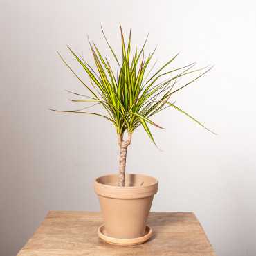 Dracena 'Sunray' | Mała