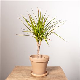 Dracena 'Sunray' | Mała