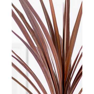 Kordylina 'Red Star' | Duża