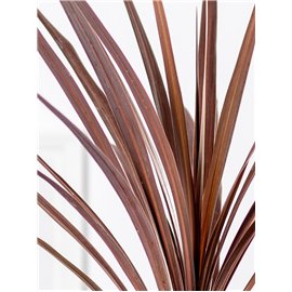 Kordylina 'Red Star' | Duża