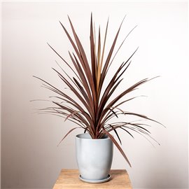 Kordylina 'Red Star' | Duża